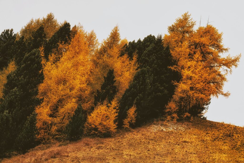 The Forest